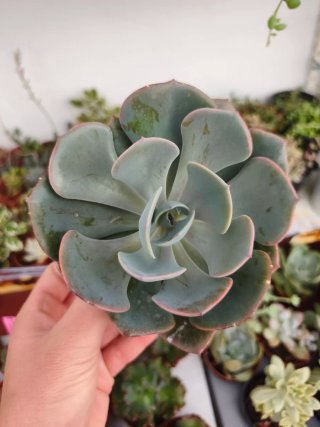 Echeveria dusty rose 8.5cm