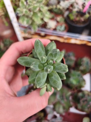 Pachyphytum 5.5cm