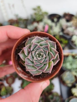 Echeveria 5.5cm