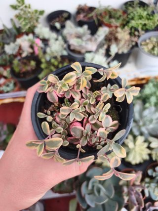 Sedum variegata 10.5cm
