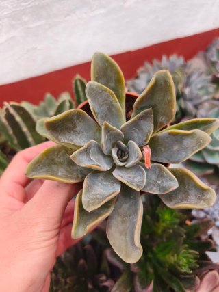 Echeveria 8.5cm