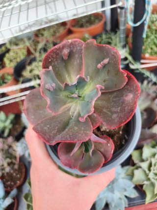 Echeveria gibbiflora increíble 12cm