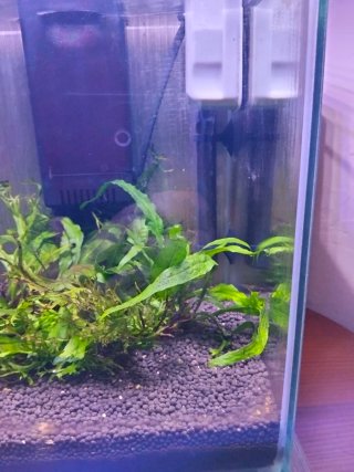 Acuario con plantas y filtro