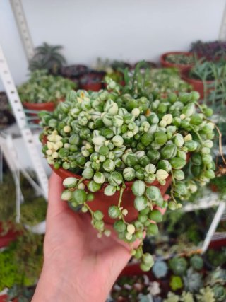 Senecio rowleyanus variegata 15cm