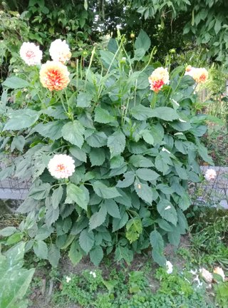 Bulbos de Dalia Rosa Anaranjados
