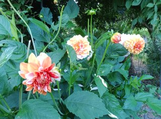 Bulbos de Dalia Rosa Anaranjados