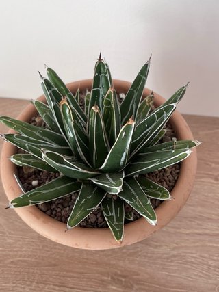 Agave Victoriae-Reginae