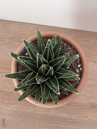 Agave Victoriae-Reginae