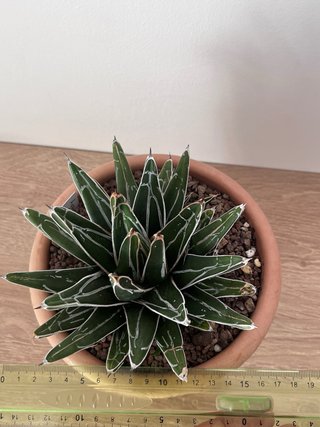 Agave Victoriae-Reginae