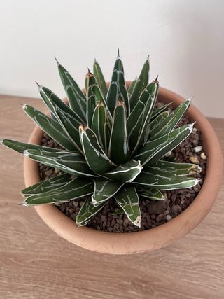 Agave Victoriae-Reginae