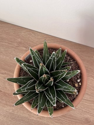 Agave Victoriae-Reginae