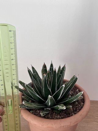 Agave Victoriae-Reginae