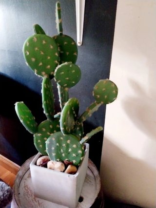 Planta Cactus Artificial Decorativa