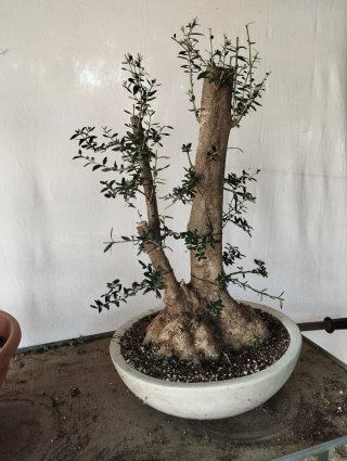 Olivo bonsai