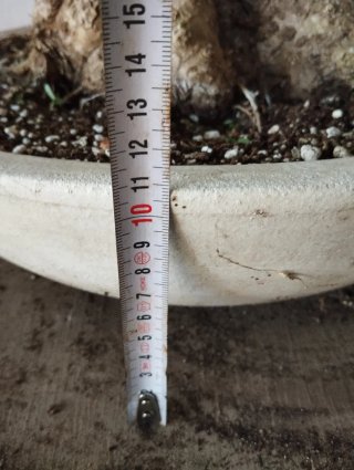 Olivo bonsai