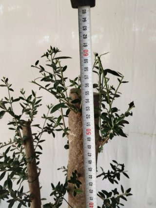 Olivo bonsai