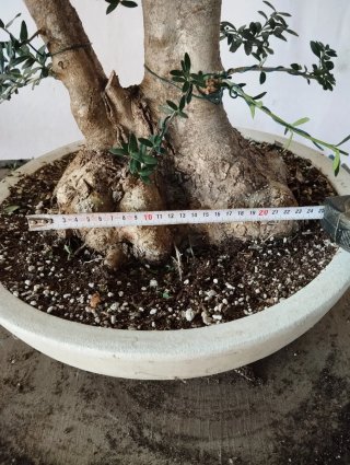 Olivo bonsai