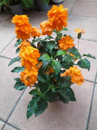Crossandra Planta de la India Naranja