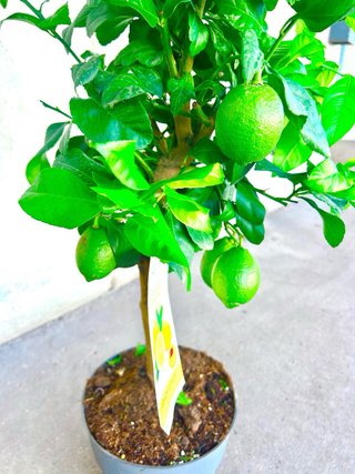 Planta interior/exterior Limonero