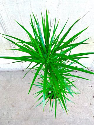 Planta interior/exterior “Dracaena marginata”