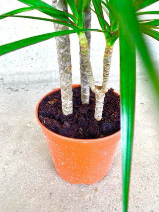 Planta interior/exterior “Dracaena marginata”
