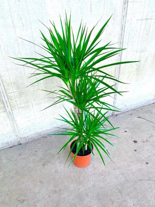 Planta interior/exterior “Dracaena marginata”