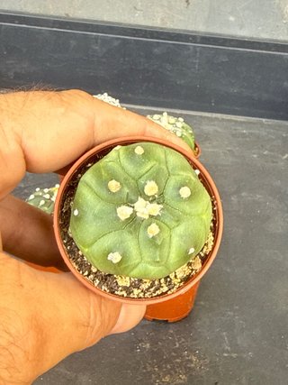 Lote 6 Astrophytum asterias colección
