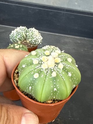Lote 6 Astrophytum asterias colección