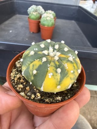 Lote 6 Astrophytum asterias colección