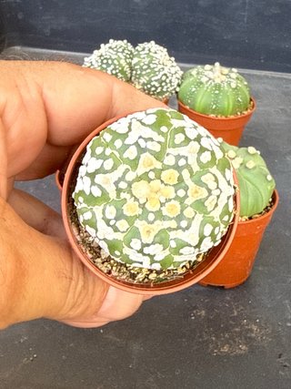 Lote 6 Astrophytum asterias colección