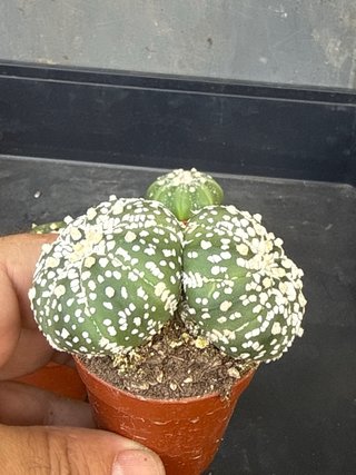Lote 6 Astrophytum asterias colección
