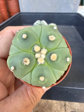 Lote 6 Astrophytum asterias colección