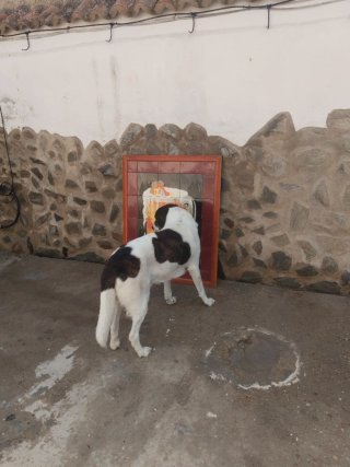 Cuadro Azulejos Cruzcampo