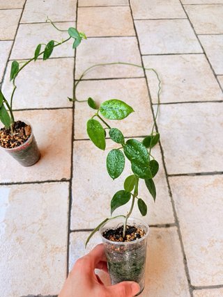 Hoya Ciliata Piantine