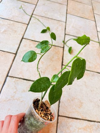 Hoya Ciliata Piantine
