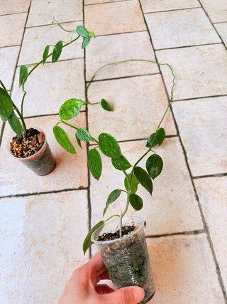 Hoya Ciliata Piantine