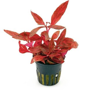 Alternanthera Rosaefolia (Rosanervig) - Pianta naturale per acquari