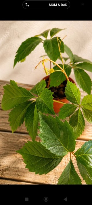 Planta parra virgen - Parthenocissus Quinquefolia