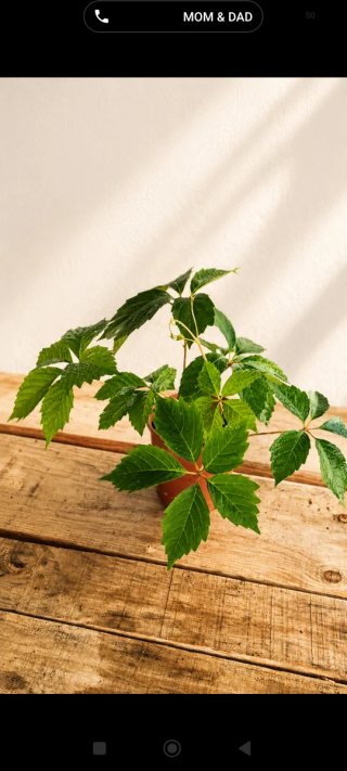 Planta parra virgen - Parthenocissus Quinquefolia