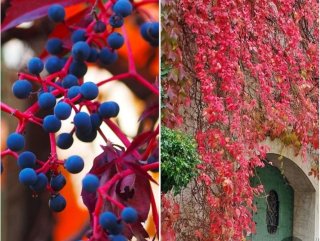 Planta parra virgen - Parthenocissus Quinquefolia
