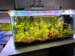 Acuario Aquael 56L con Mesa
