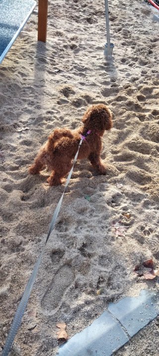 Servicio de paseo de perros en Barcelona