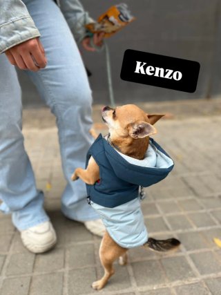 Servicio de paseo de perros en Barcelona