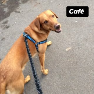 Servicio de paseo de perros en Barcelona