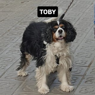 Servicio de paseo de perros en Barcelona