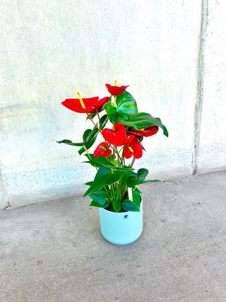 Planta natural interior/exterior Anturio Rojo
