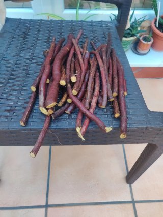 Pedido palodul paloduz