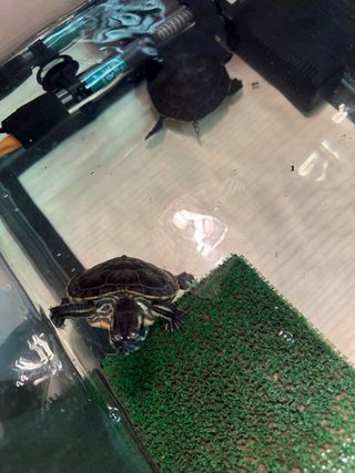 Tortuguera completa con accesorios