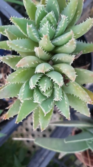 Pianta succulenta Aloe Tiger Tooth
