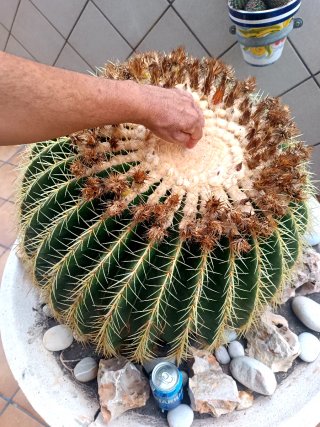 Cactus Kroenleinia grusonii